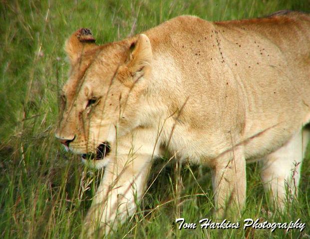 In search of dinner.jpg